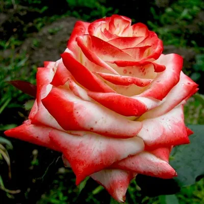 Роза Бордюрная Алергия | Розы, Цветы, Куст