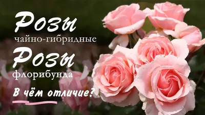 Купить саженцы Роза Чайно гибридная Амбианс с доставкой! | Florali-Flor