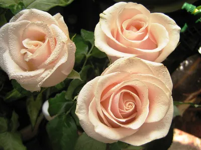 Три чайные розы с каплями росы и…» — создано в Шедевруме