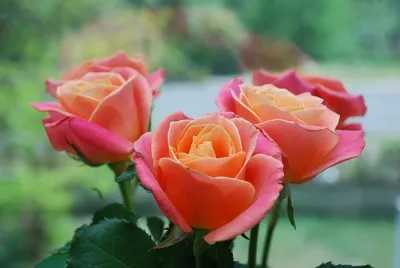 Чайная роза | Чайные розы, Розы, Цветы