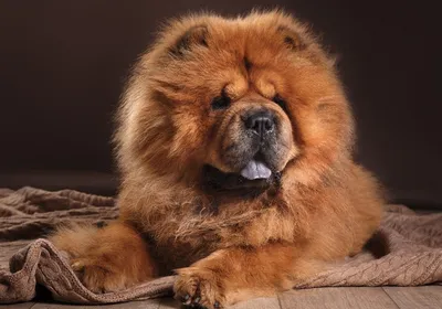 Щенок чау-чау смуф высокопородный – купить в Новосибирске, цена 25 000  руб., продано 18 января 2020 – Собаки
