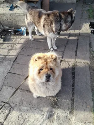 Реалистичное фото собаки чао-чао» — создано в Шедевруме