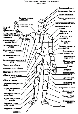 части тела девушки. изучение деталей лица для детей. часть тела ребенка для  обучения. векторная анатомия человека дошкольного возр Иллюстрация вектора  - иллюстрации насчитывающей губа, локоть: 223898068