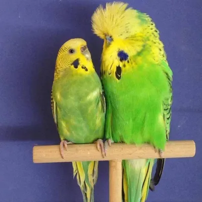 Выставочный волнистый попугай (Чех) - «Милейшие пуховички, наглядные  фото-сравнения чеха и волнистого попугая внутри+много фото моих птичек» |  отзывы