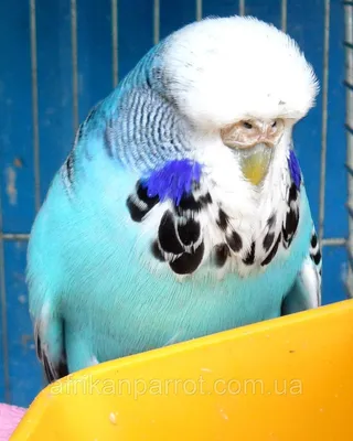 Волнистый попугай чех - 76 фото