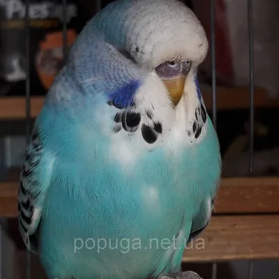 Волнистые попугаи и Корелла Волнистые попугаи чехи (home.animals.moikesha)  : Рассылка : Subscribe.Ru