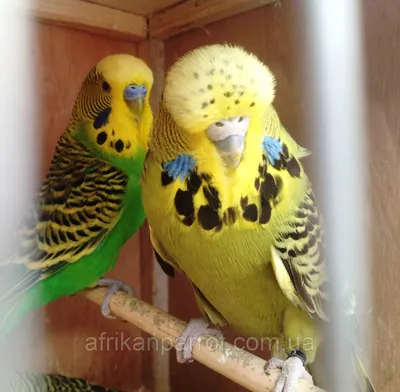 Купить Выставочный волнистый попугай ЧЕХ. в Киеве от Afrikan Parrot -  48683836