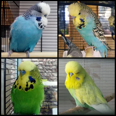 Выставочные волнистые попугаи (Чехи) | Пикабу