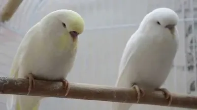 Продам/купить яркие попугайчики для разговора - Попугай Выставочный чех —  Agro-Ukraine