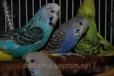Птенцы выставочных попугаев (чехов) - YouTube