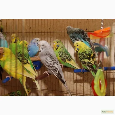 Попугаи Чех — Другие птицы Объявления в Украине на BON.ua