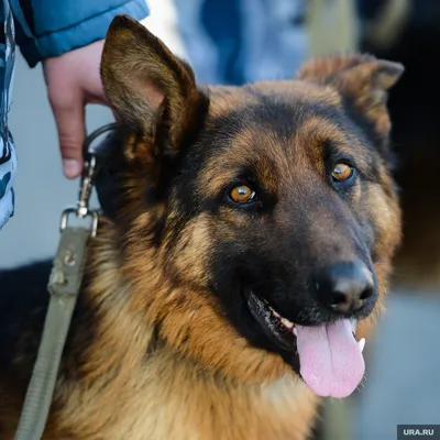 Пропала собака Шарик в Аше, Челябинская обл. | Pet911.ru