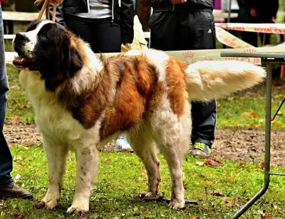 Породистые собаки в дар. Часть 13 | Породистые собаки в дар 🐶 | Дзен