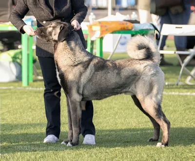 Щенки кангала (Kangal Shepherd Dog) | Фото выпускников питомника