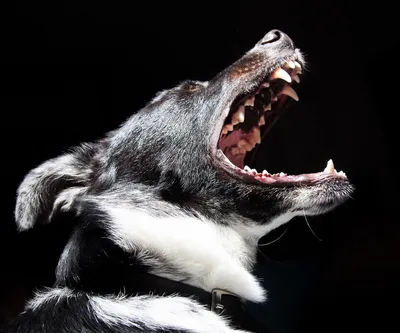 Пасть Собаки Клыки Зубы - Бесплатное фото на Pixabay - Pixabay