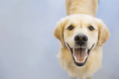 Собака с переломом челюсти. Сбор средств на операцию | Благотворительный  фонд защиты животных «Дворяне»