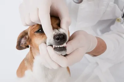 Фото: собака, случайно надевшая вставную челюсть, стала звездой в Сети —  05.09.2018 — В мире на РЕН ТВ
