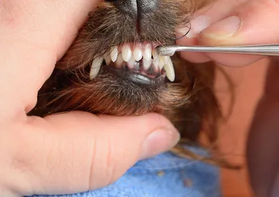 Почему у собаки трясется нижняя челюсть — причины тремора и лечение