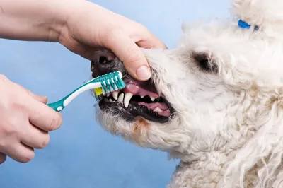Canine челюсти модель собаки зубы животное фотоэлемент подарок обучающий  инструмент в натуральную величину Собака Череп PNATOMY Искусственные кости  животных | AliExpress