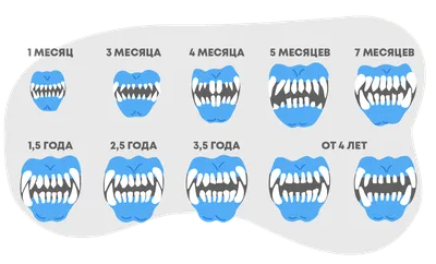 В каком возрасте меняются зубы у щенков, как помочь собаке при смене  молочного зуба
