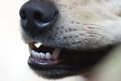 Как правильно чистить зубы собаке 🐶 с какого возраста, как долго и чем