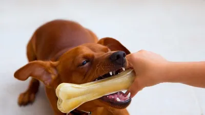 Перелом челюсти у собаки - СитиВет, Санкт-Петербург