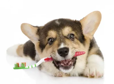 Как ухаживать за полостью рта и чистить зубы собаке в домашних условиях -  BarberPet