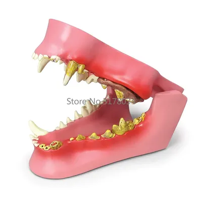 Болят зубы у собаки: как понять и что делать? | Блог зоомагазина  Zootovary.com