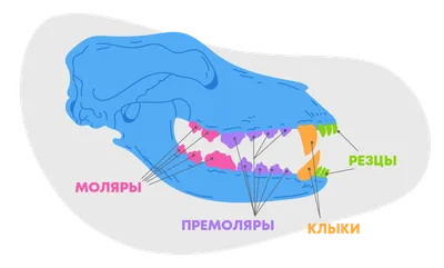 Значимая анатомия и физиология зубов (собаки, кошки) | Ветеринарная клиника  доктора Шубина