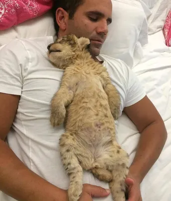 Кошачьи объятия: фото счастливого человека и его пушистой подруги