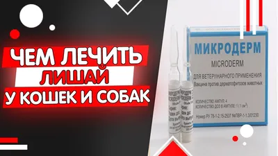 Советы начинающим собаководам | Малассезия (Malassezia pachydermatis) у  собак и как с ней бороться | Facebook
