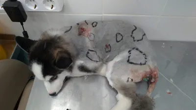 Чем лечить лишай у кошки