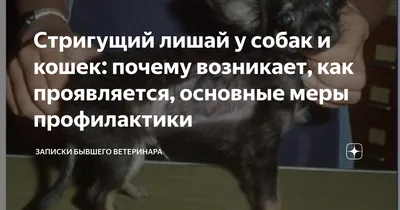 Лишай у собак - причини появи, симптоми, види, лікування та профілактика
