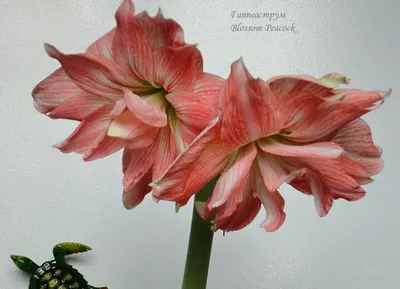 Амариллис и гиппеаструм: найди 7 отличий | В цветнике (Огород.ru)