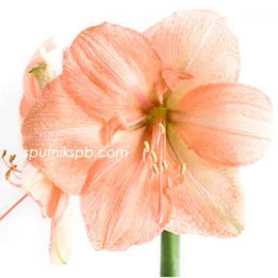 Что за цветок амариллис и что он означает? Блог интернет-магазина АртФлора