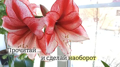 Гиппеаструм (амариллис) – домашняя лилия: уход, цветение и зимовка | В доме  мечты! | Дзен