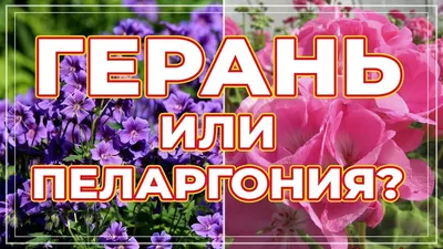 Герань и пеларгония в чем разница? Как отличить герань от пеларгонии -  YouTube