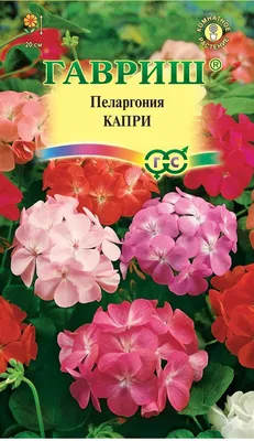 ТОВ \"СІ.В\" - Пеларгония зональная Colorama Пеларгония (герань) зональная –  неприхотливое растение с яркими цветами, собранными в соцветия, с листьями  красивой формы и окраски. В Европу цветок привезли в семнадцатом веке, а