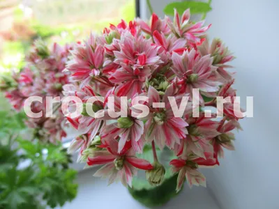 Пеларгония зональная красная полумахровая (Pelargonium Zonale), молодое  растение (ID#1462416365), цена: 85 ₴, купить на Prom.ua