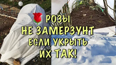 Удобрение и укрытие роз на зиму