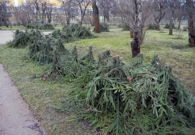 Укрываем бордюрные розы. \"Сделайте мне красиво!\"