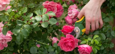 Укрытие плетистой розы на зиму | Статьи для садоводов
