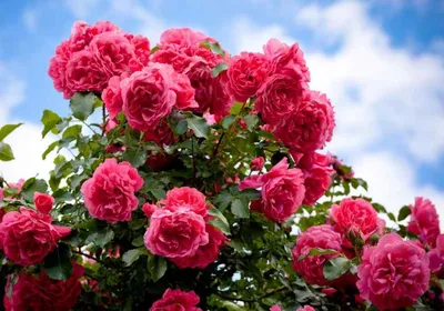 Как укрыть розы на зиму - варианты и советы | Сайт о саде, даче и  комнатных… в 2023 г | Розы, Растения, Сад