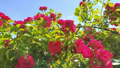 Как укрывать розы на зиму🥀 ⠀ Оптимальное время для укрытия роз🌡️ — когда  установятся стабильная отрицательная температура (около… | Instagram