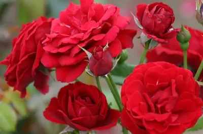 Как и когда укрывать розы на зиму: правильные способы и советы от агрономов