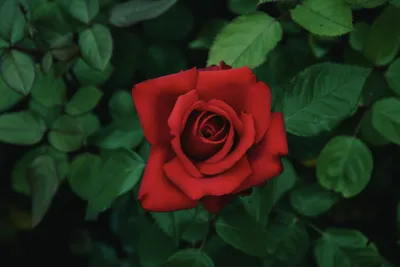 Как правильно укрыть розы - опыт из Сибири - Энциклопедия - Всё о цветах  для Вашего сада