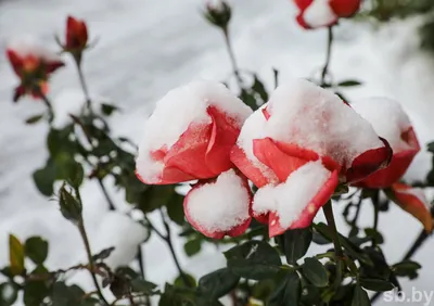 Как укрыть розы на зиму: подготовка к зимовке, обрезка и другие процедуры |  ivd.ru
