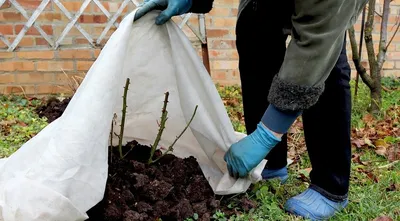 Укрытие роз на зиму на широте Подмосковья: экономим время и деньги -  Энциклопедия - Всё о цветах для Вашего сада