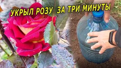 5 шагов для укрытия роз на зиму