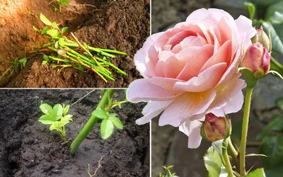 Как правильно черенковать розы: сроки, температура и секреты приживаемости  | В цветнике (Огород.ru)